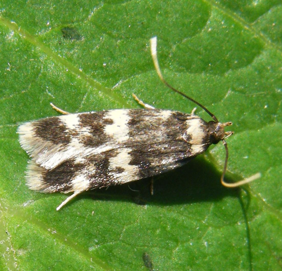 Oegoconia quadripuncta | NatureSpot
